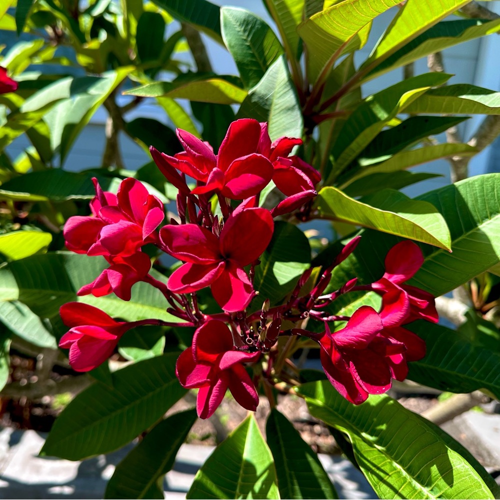 RARE COLOR Plumeria Frangipane Plant Cuttings